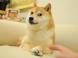 The Doge NFTLOGO