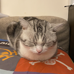 PETER·IS·A·SLEEPY·CAT (Runes)LOGO