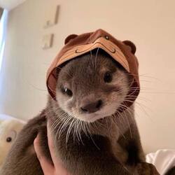 Otty the OtterLOGO