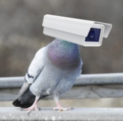 Pigeon TechLOGO