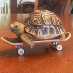 Tech Deck TurtleLOGO