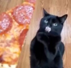 Pizza CatLOGO