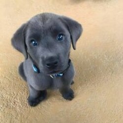 blue eyed dogLOGO