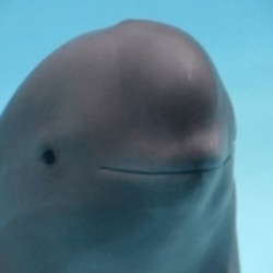 Smiling DolphinLOGO