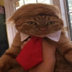 DONALDCATLOGO