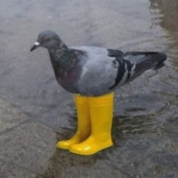 Pigeon In Yellow BootsLOGO