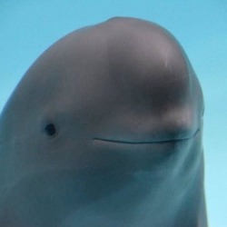 Smiling DolphinLOGO