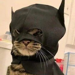 batcatLOGO