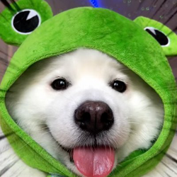 Shiro the FrogDogLOGO