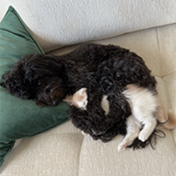 dog spooning catLOGO