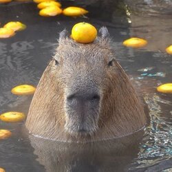 capybaraLOGO